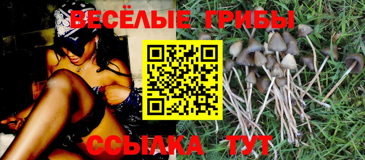 Галлюциногенные грибы Psilocybine cubensis Грозный